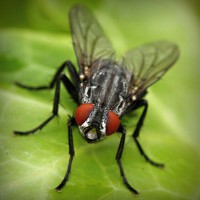 /album/conhecendoanimais/photolia-a01-jpg/