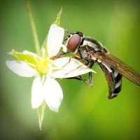 /album/conhecendoanimais/photolia-a02-jpg/