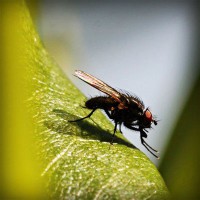 /album/conhecendoanimais/photolia-a04-jpg/