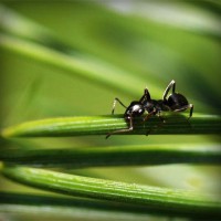 /album/conhecendoanimais/photolia-a05-jpg/
