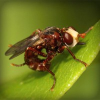 /album/conhecendoanimais/photolia-a06-jpg/