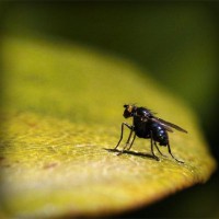 /album/conhecendoanimais/photolia-a07-jpg/