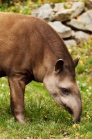 /album/conhecendoanimais/animal-22248-640-jpg/