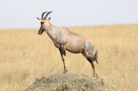/album/conhecendoanimais/antelope-171314-640-jpg/