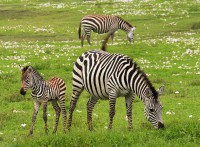 /album/conhecendoanimais/baby-zebra-75885-640-jpg2/