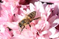 /album/conhecendoanimais/bee-207725-640-jpg/
