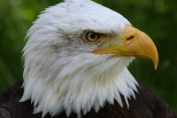 /album/conhecendoanimais/bird-62696-640-jpg/