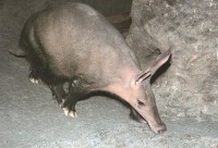 /album/conhecendoanimais/earthpig-aardvark-searching-jpg/