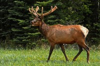 /album/conhecendoanimais/elk-50296-640-jpg/