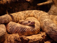 /album/conhecendoanimais/spotted-rattlesnake-54002-640-jpg1/