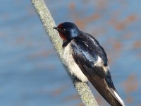 /album/conhecendoanimais/swallow-181934-640-jpg/