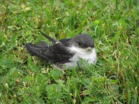 /album/conhecendoanimais/swallow-220617-640-jpg/