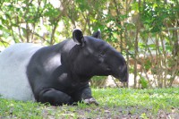 /album/conhecendoanimais/tapir-279016-640-jpg/