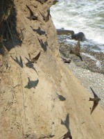 /album/conhecendoanimais/terns-68115-640-jpg/